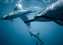 易游体育app-查查数据你就懂球了？还能指挥比赛了？你被骗惨了！